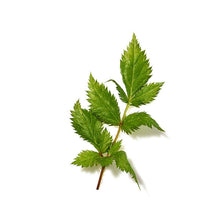 Indlæs billede til gallerivisning Ingredients-meadowsweet.jpg
